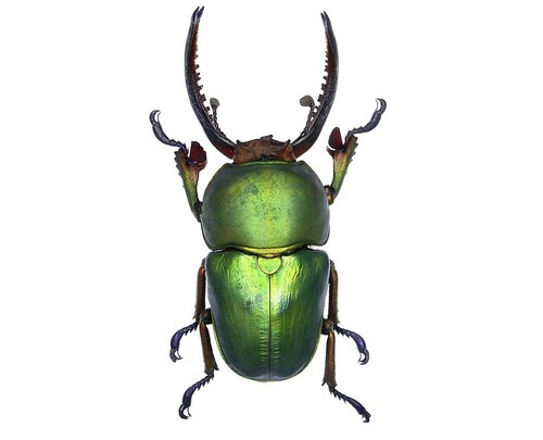 Lamprima adolphinae green - lamprima, form