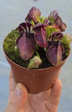 2020 Cephalotus Folliculari Seedling - UNIQUE SPECIMEN - CLUMPY RED #1