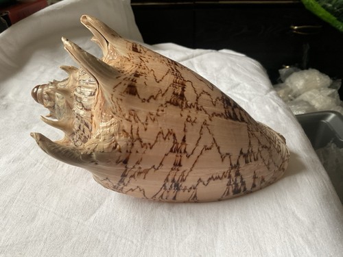 Large giant imperiae conch - ,