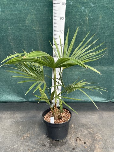 Trachycarpus princeps new - trachycarpus, ‘new