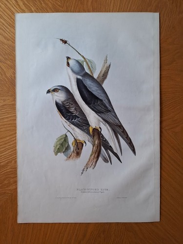 John gould birds ornithology - john,