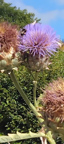 New cardoon plants easy - plants,.easy, to