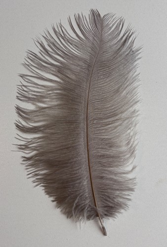 Ostrich feather plume herl - plume, 25