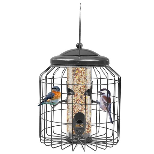 Squirrel proof hanging bird - hanging,