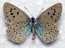 🦋 Large Blue (Phengaris