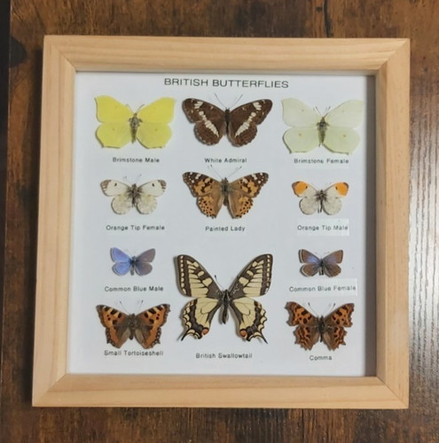 Taxidermy framed real - real, british