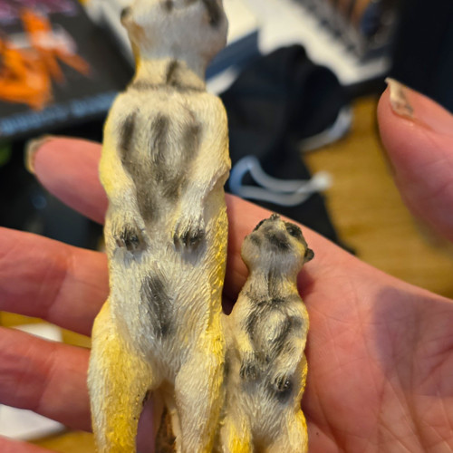 Beautiful garden meerkat adult - meerkat,