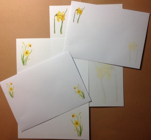 Colourful daffodil flowers - daffodil,