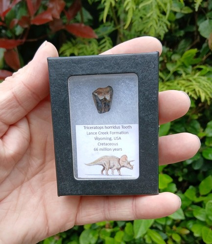 Fossil dinosaur tooth - fossil,