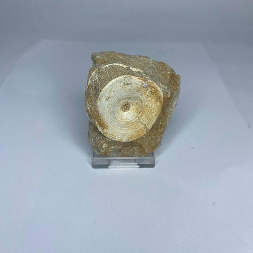 Otodus shark vertebra large - shark,