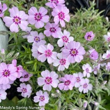 5 x Alpine Phlox Plant Rockery