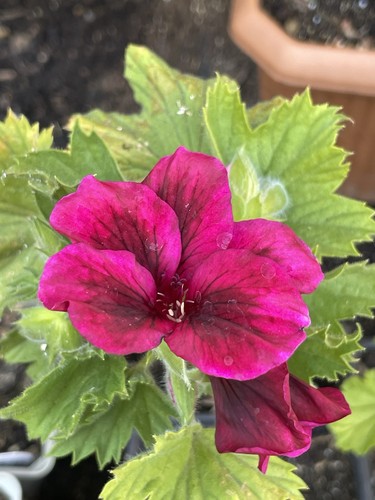 Regal pelargonium flower plant - pelargonium,