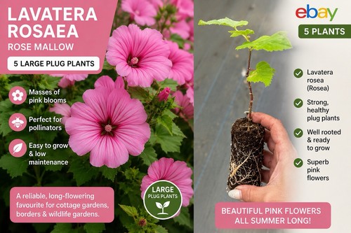 Lavatera rosea large plug - lavatera,