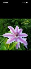 Clematis Nellie Moser Large 2L