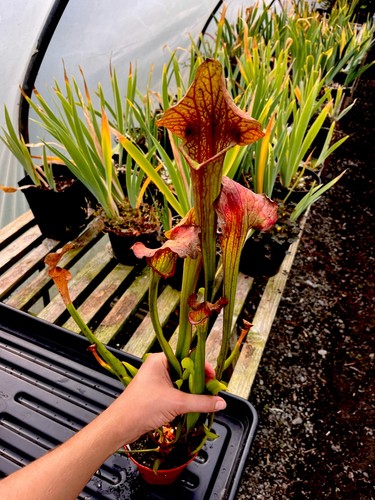 Sarracenia asbo carnivorous - sarracenia,