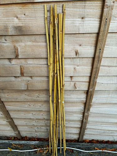 Natural bamboo plant - natural, stakes