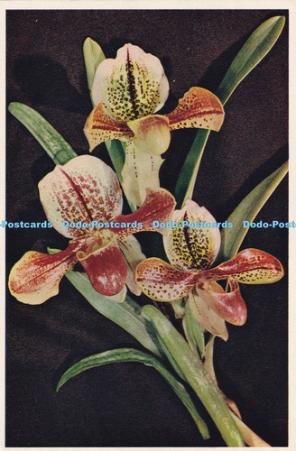 R455552 ladys slipper orchid - r455552,