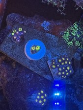 Little Shop of Horrors LSOH