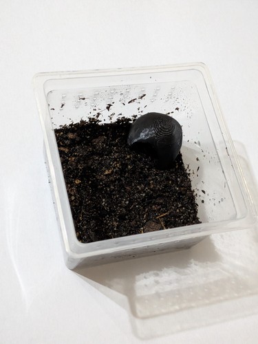 Tarantula sling starter