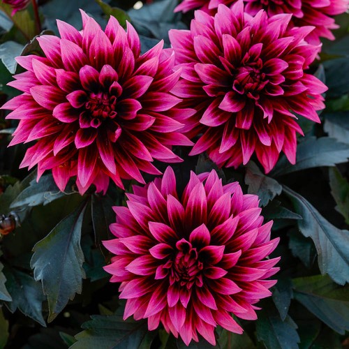 Dahlia velvet crush plug - dahlia, x