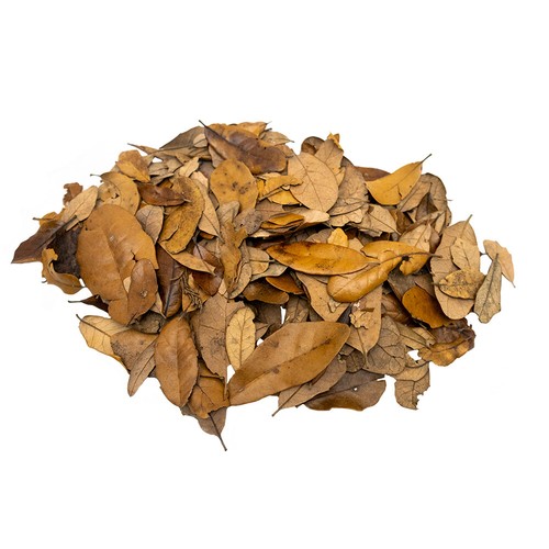 Xyzreptiles premium live oak - xyzreptiles,