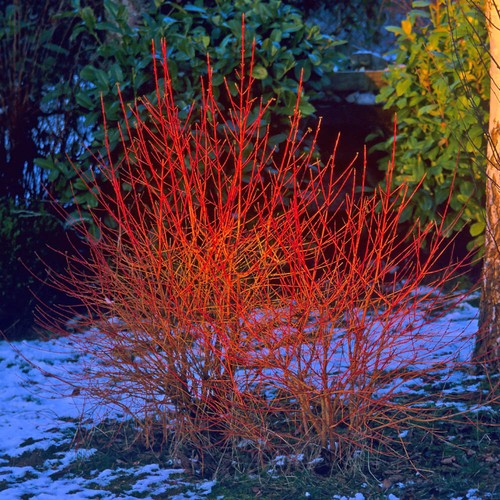 Dogwood midwinter fire shrubs - dogwood,