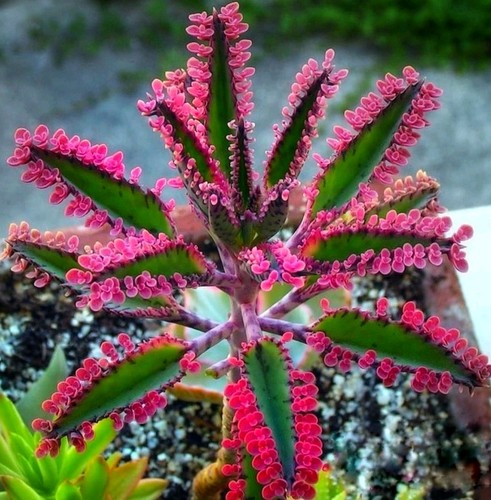 Kalanchoe mother of - (mother,
