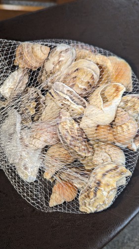 Natural sea shells beach - sea,