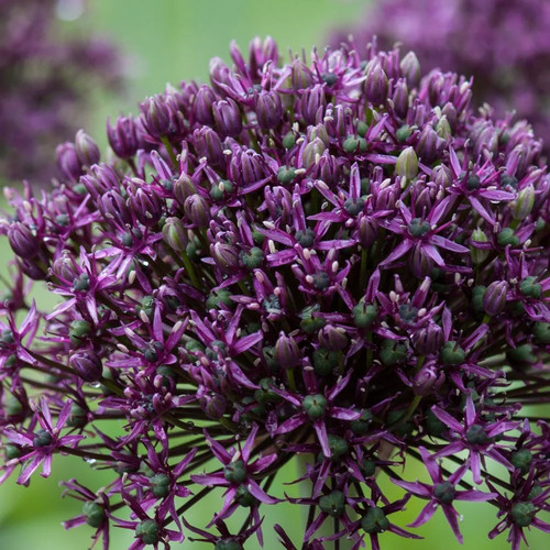 Allium miami flowering - flowering, bulbs