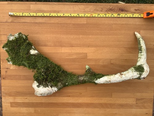 Deer antler wild cast - cast, fallow