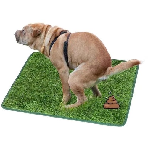 Pet dog toilet - toilet, indoor