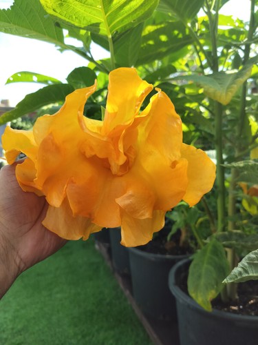 Brugmansia virgil rooted - virgil,