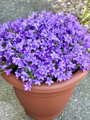 Campanula poscharskyana - campanula, poscharskyana/