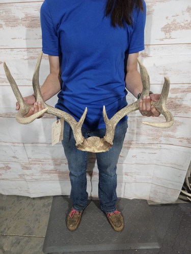 Wild point whitetail deer - wild,