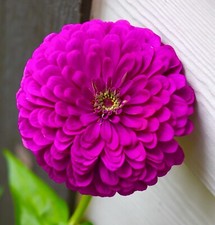 250x Purple Zinnia Dahlia