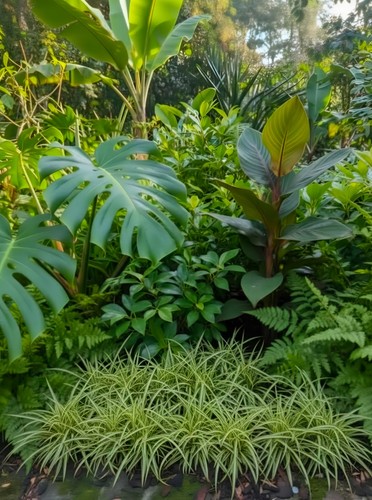 Carex oshimensis evergold - oshimensis, 'evergold'