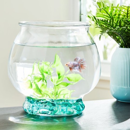 Gallon glass fish bowl - gallon,