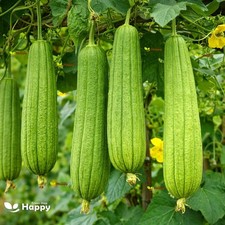 VEGETABLE SEEDS GOURD - 20