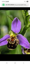 OPHRYS ABEJA/APIFERA  BEE