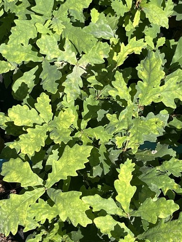 Oak tree saplings buy one - tree,