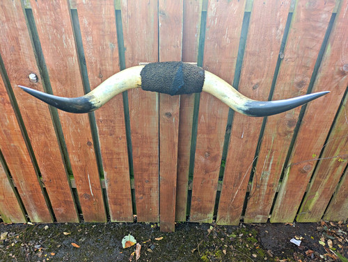 Vintage longhorn cattle - vintage, horns