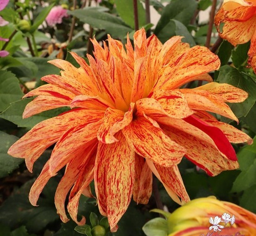 Dinnerplate dahlia babylon - dahlia,
