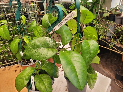 Hoya motoskei very large - very,