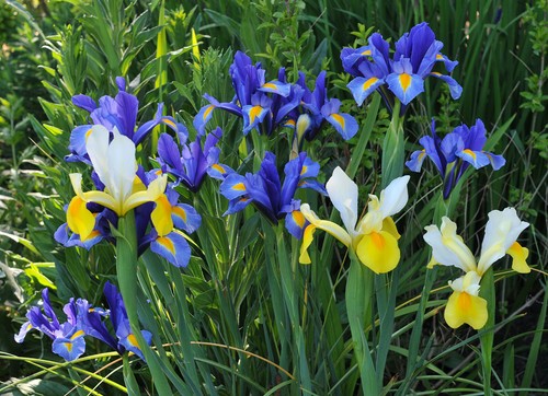 Mixed dutch iris bulbs - dutch,