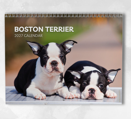 Boston terrier calendar - calendar, 2027