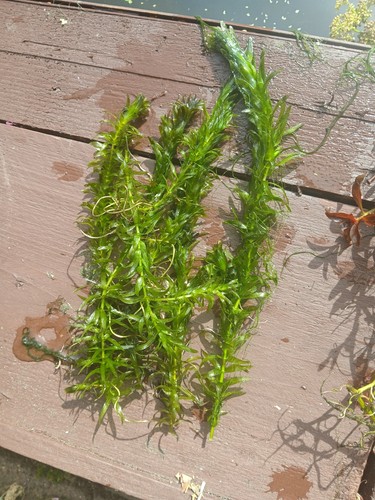 Elodea densa bunch oxygenating - densa,