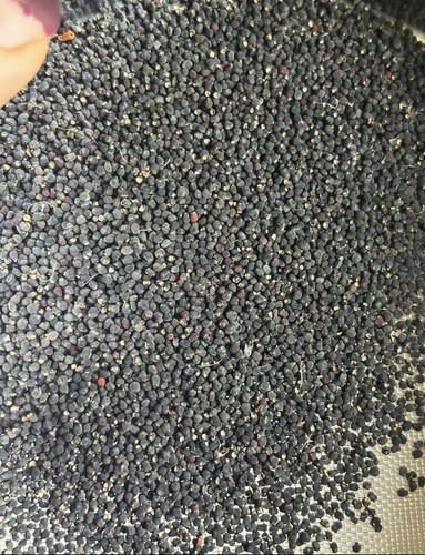 100pc seedgrown with surprise - 100pc,