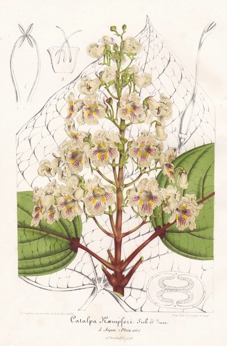 Yellow trumpet tree - ,