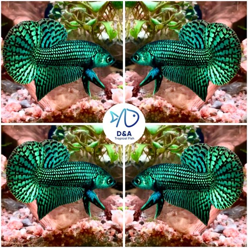 Male live betta fish - 1,