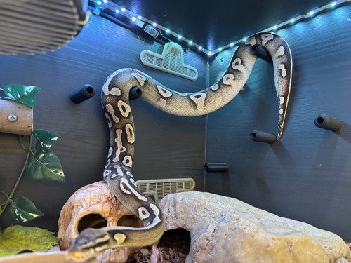 Snake enrichment climb - x,